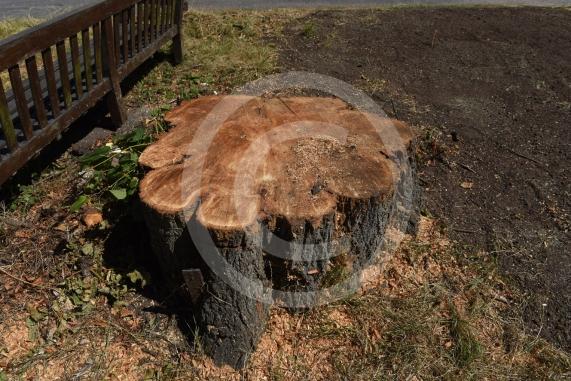 A tree has been felled as part of some works in Cookham Dean. It&rsquo;s stood for about a century and had become a local landmark. Now it&rsquo;s just a stump. Junction of Alleyns Lane and Dean Lane in Cookham Dean.