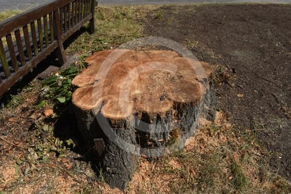 A tree has been felled as part of some works in Cookham Dean. It&rsquo;s stood for about a century and had become a local landmark. Now it&rsquo;s just a stump. Junction of Alleyns Lane and Dean Lane in Cookham Dean.