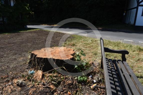 A tree has been felled as part of some works in Cookham Dean. It&rsquo;s stood for about a century and had become a local landmark. Now it&rsquo;s just a stump. Junction of Alleyns Lane and Dean Lane in Cookham Dean.