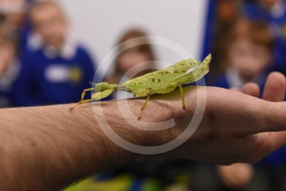 Cippenham Primary School, Elmshott Lane, Cippenham. Jonathan&rsquo;s Jungle Roadshow will be coming to Cippenham Primary School.