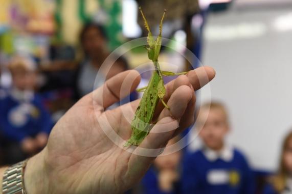 Cippenham Primary School, Elmshott Lane, Cippenham. Jonathan&rsquo;s Jungle Roadshow will be coming to Cippenham Primary School.