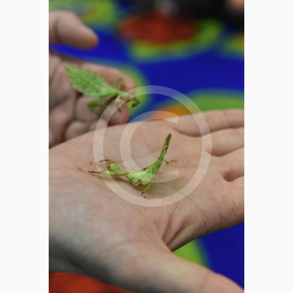 Cippenham Primary School, Elmshott Lane, Cippenham. Jonathan&rsquo;s Jungle Roadshow will be coming to Cippenham Primary School.