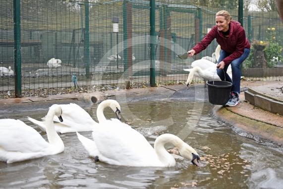 Swan Lifeline's patron Gabby Logan visiting the centre to help out for the day - Photo: Emma Sheppard 