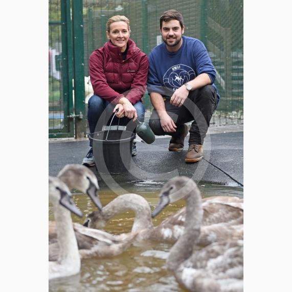 Swan Lifeline's patron Gabby Logan pictured feeding the swans with Liam Dawkins whilst visiting the centre to help out for the day - Photo: Emma Sheppard 