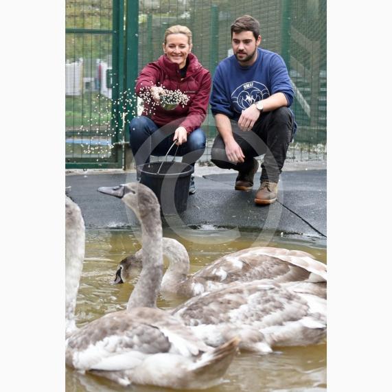 Swan Lifeline's patron Gabby Logan pictured feeding the swans with Liam Dawkins whilst visiting the centre to help out for the day - Photo: Emma Sheppard 
