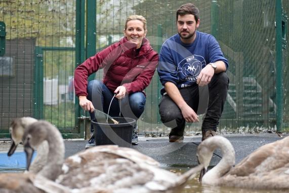 Swan Lifeline's patron Gabby Logan pictured feeding the swans with Liam Dawkins whilst visiting the centre to help out for the day - Photo: Emma Sheppard 