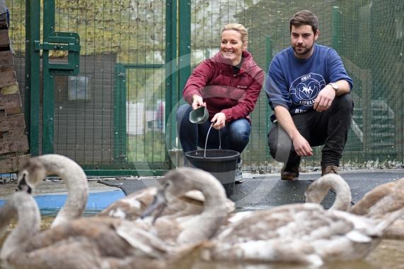 Swan Lifeline's patron Gabby Logan pictured feeding the swans with Liam Dawkins whilst visiting the centre to help out for the day - Photo: Emma Sheppard 