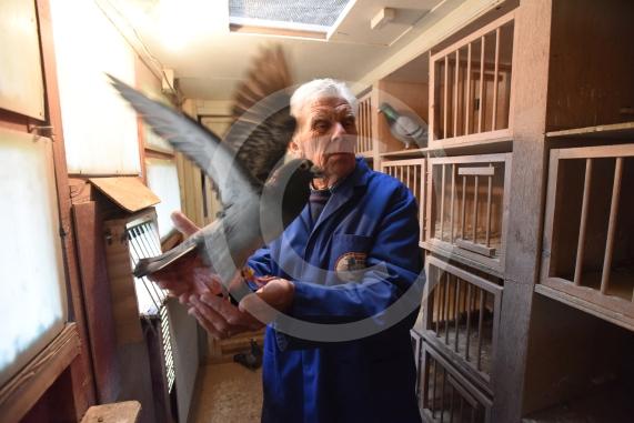 Dedworth resident Ray Todhunter had 23 racing pigeons stolen from his brother’s pigeon loft in West Crescent, Dedworth. 