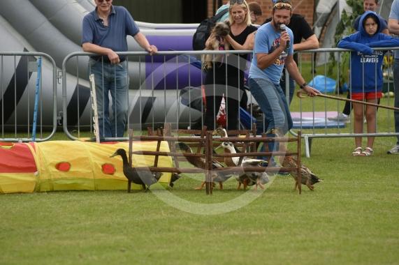 The dog and duck show.Twyford Village fete, Stanlake Meadow recreation ground, Waltham Road, Twyford.
