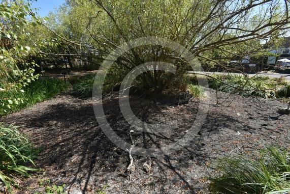 Cippenham Village Pond and Rose Garden, Lower Cippenham Lane, SL1 5DN. Cippenham Village Pond has completely dried up.