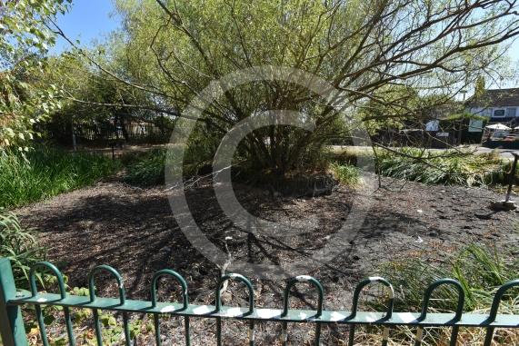Cippenham Village Pond and Rose Garden, Lower Cippenham Lane, SL1 5DN. Cippenham Village Pond has completely dried up.