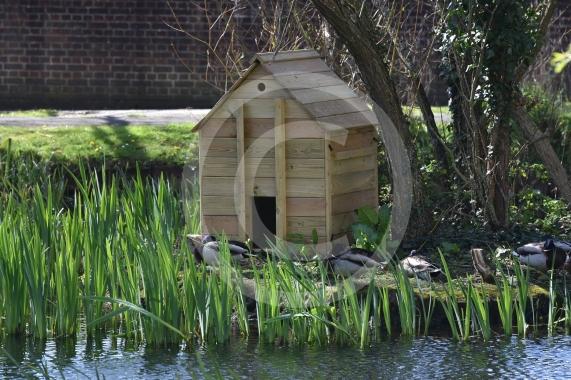 The pond on Lower Cippenham Lane, Cippenham2 new duck houses have been built but there&rsquo;s reports that pregnant ducks can&rsquo;t fit through the doorway on the houses.
