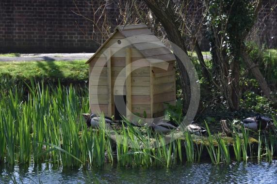 The pond on Lower Cippenham Lane, Cippenham2 new duck houses have been built but there&rsquo;s reports that pregnant ducks can&rsquo;t fit through the doorway on the houses.