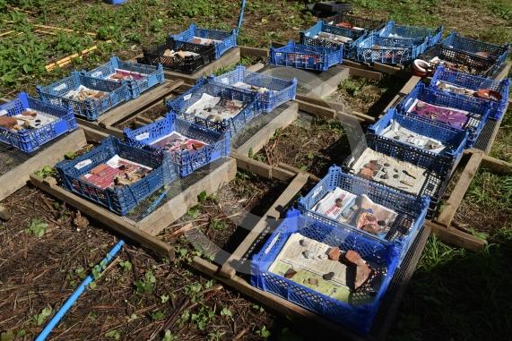 Archaeologists at the University of Reading and volunteers are set to embark on another round of excavations at the site of an Anglo-Saxon 8th-century monastery next to Holy Trinity Church in Cookham, Berkshire. 
