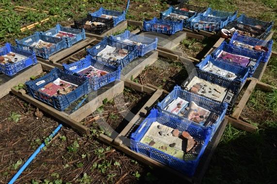Archaeologists at the University of Reading and volunteers are set to embark on another round of excavations at the site of an Anglo-Saxon 8th-century monastery next to Holy Trinity Church in Cookham, Berkshire. 