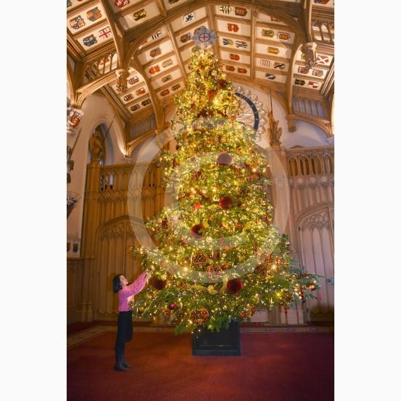 Windsor Castle Christmas display.A 20-foot-high Nordmann Fir tree in St George's Hall, grown nearby in Windsor Great Park. This year it is topped by a new Garter Star decorationThis year’s Christmas display at Windsor Castle celebrates the 675th anniversary of the Order of the Garter.