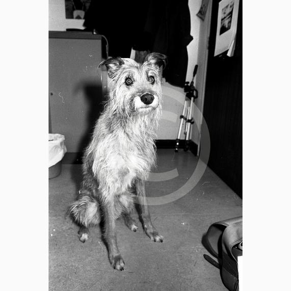 (RW) Remember When, Maidenhead Advertiser