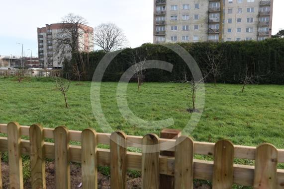 Sawyers Close orchardCommunity Orchard has now been adequately protectedSawyers Close, Dedworth, Windsor