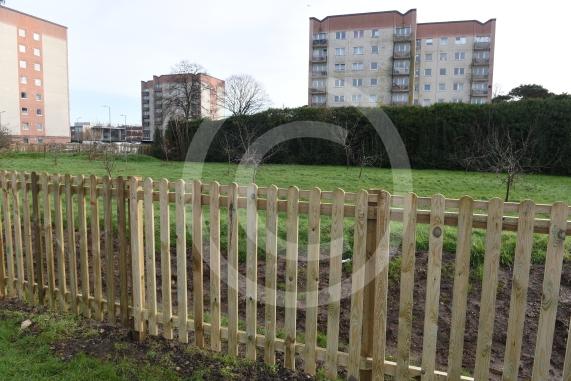 Sawyers Close orchardCommunity Orchard has now been adequately protectedSawyers Close, Dedworth, Windsor