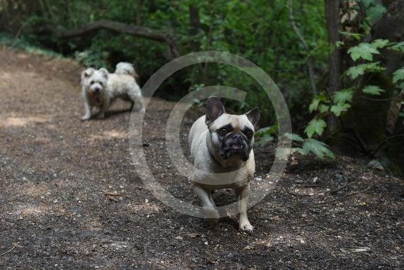 Dog walkers have raised concerns about the safety of the water in The Cut stream in Maidenhead.  The Cut by Braywick Park 
