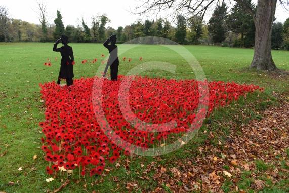 Remembrance knitting on top of the postbox on Bray High StreetALSOA Remembrance Poppy display in the park on Bray Road, Bray