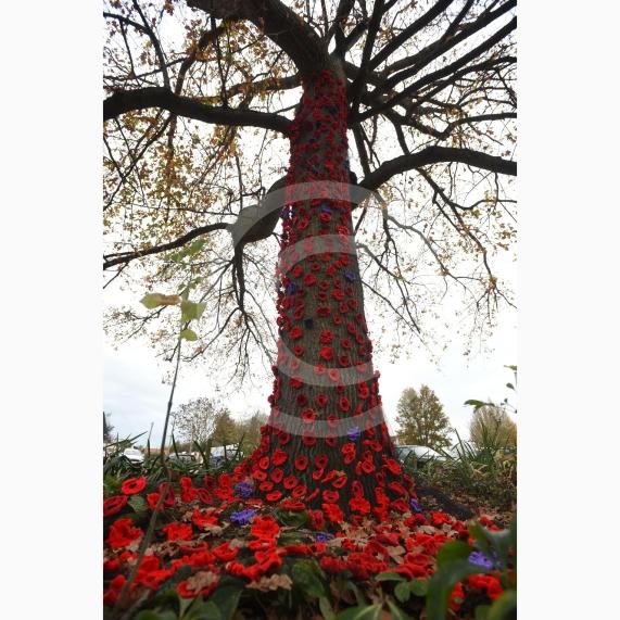 Clewer War Memorial (based at Clewer Memorial Park), Dedworth RoadA stunning sea of more than 2,000 handmade poppies will surround the Clewer War Memorial in Dedworth