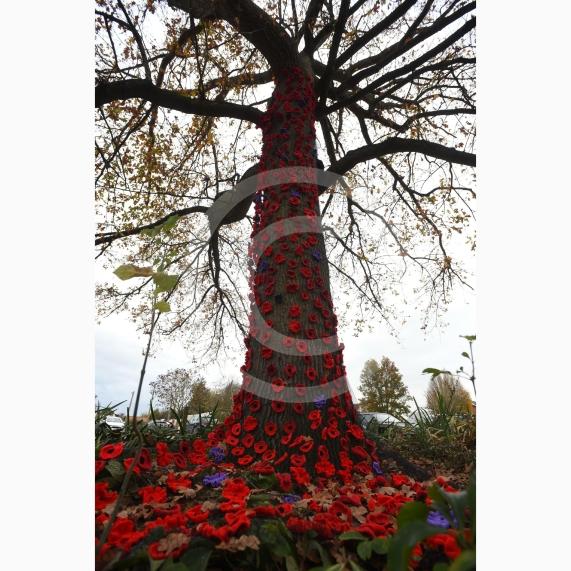 Clewer War Memorial (based at Clewer Memorial Park), Dedworth RoadA stunning sea of more than 2,000 handmade poppies will surround the Clewer War Memorial in Dedworth