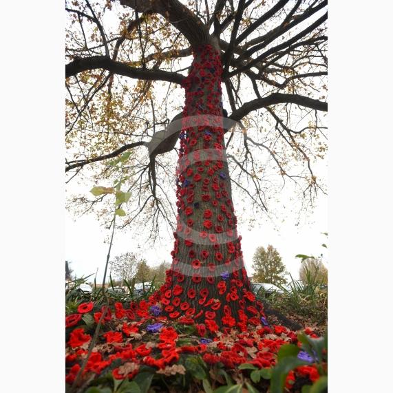 Clewer War Memorial (based at Clewer Memorial Park), Dedworth RoadA stunning sea of more than 2,000 handmade poppies will surround the Clewer War Memorial in Dedworth