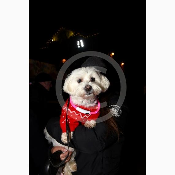 Henley Christmas FestivalFriday November 28th 2025Photos by Ian LongthorneDaisy