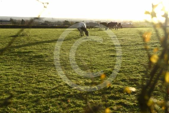 Land west of Lent Rise Road in Burnham has been earmarked as a site for up to 1,000 new homes by developer Croudace Homes. Shots of the land set for development... inc cows