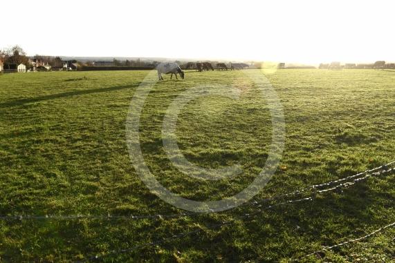 Land west of Lent Rise Road in Burnham has been earmarked as a site for up to 1,000 new homes by developer Croudace Homes. Shots of the land set for development... inc cows