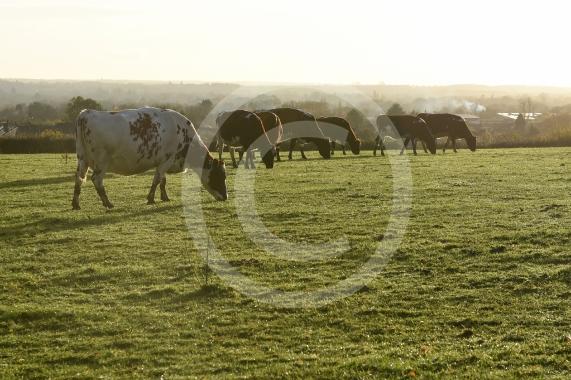 Land west of Lent Rise Road in Burnham has been earmarked as a site for up to 1,000 new homes by developer Croudace Homes. Shots of the land set for development... inc cows