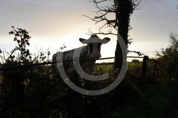 Land west of Lent Rise Road in Burnham has been earmarked as a site for up to 1,000 new homes by developer Croudace Homes. Shots of the land set for development... inc cows
