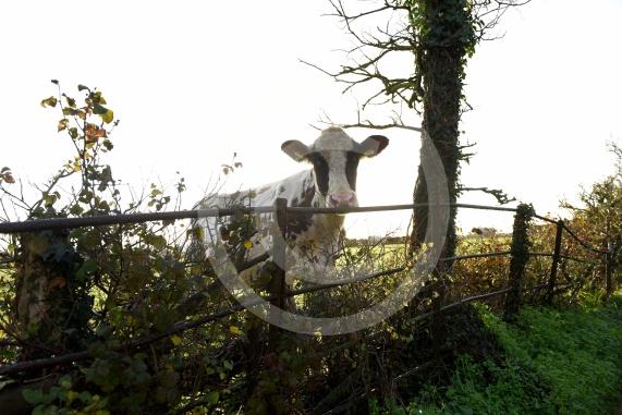 Land west of Lent Rise Road in Burnham has been earmarked as a site for up to 1,000 new homes by developer Croudace Homes. Shots of the land set for development... inc cows