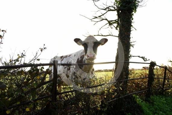 Land west of Lent Rise Road in Burnham has been earmarked as a site for up to 1,000 new homes by developer Croudace Homes. Shots of the land set for development... inc cows