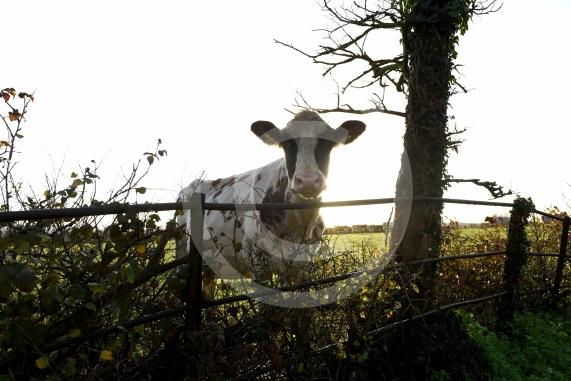 Land west of Lent Rise Road in Burnham has been earmarked as a site for up to 1,000 new homes by developer Croudace Homes. Shots of the land set for development... inc cows
