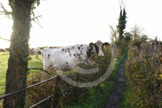 Land west of Lent Rise Road in Burnham has been earmarked as a site for up to 1,000 new homes by developer Croudace Homes. Shots of the land set for development... inc cows