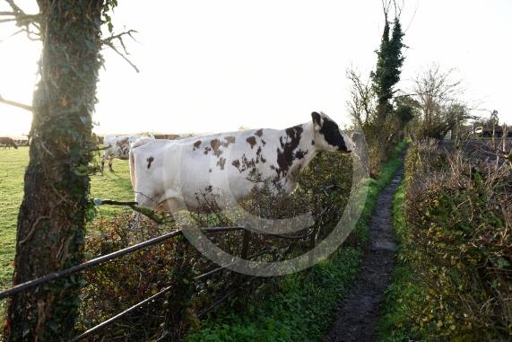 Land west of Lent Rise Road in Burnham has been earmarked as a site for up to 1,000 new homes by developer Croudace Homes. Shots of the land set for development... inc cows