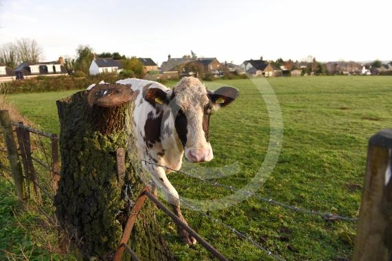 Land west of Lent Rise Road in Burnham has been earmarked as a site for up to 1,000 new homes by developer Croudace Homes. Shots of the land set for development... inc cows