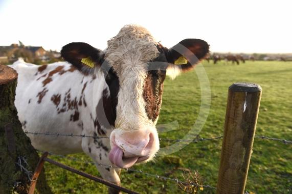 Land west of Lent Rise Road in Burnham has been earmarked as a site for up to 1,000 new homes by developer Croudace Homes. Shots of the land set for development... inc cows