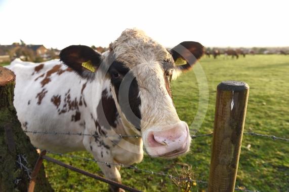 Land west of Lent Rise Road in Burnham has been earmarked as a site for up to 1,000 new homes by developer Croudace Homes. Shots of the land set for development... inc cows