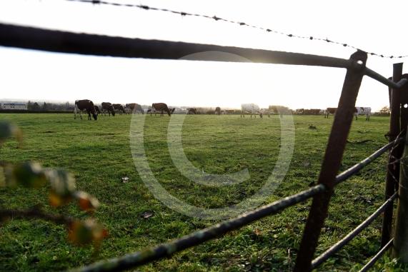 Land west of Lent Rise Road in Burnham has been earmarked as a site for up to 1,000 new homes by developer Croudace Homes. Shots of the land set for development... inc cows
