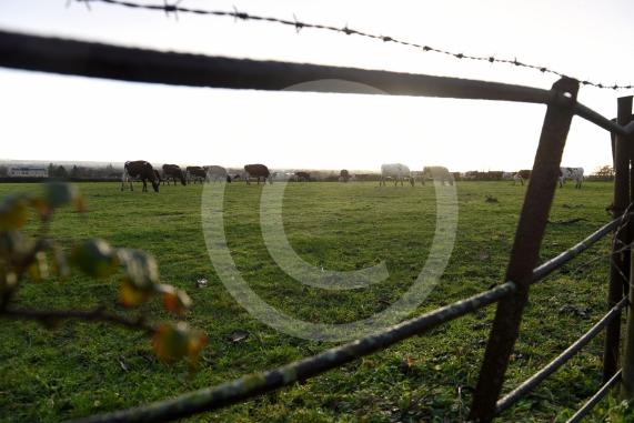Land west of Lent Rise Road in Burnham has been earmarked as a site for up to 1,000 new homes by developer Croudace Homes. Shots of the land set for development... inc cows