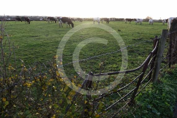 Land west of Lent Rise Road in Burnham has been earmarked as a site for up to 1,000 new homes by developer Croudace Homes. Shots of the land set for development... inc cows