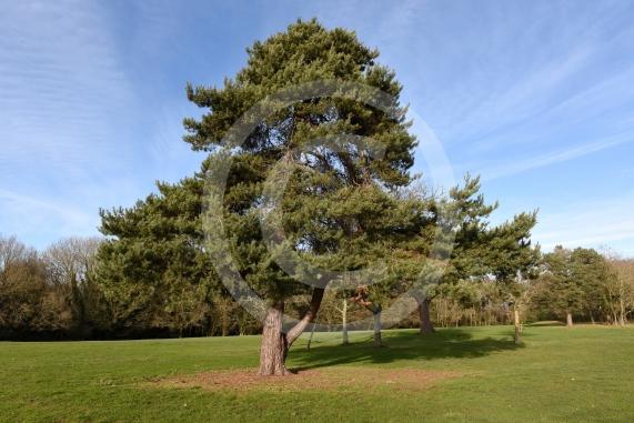 Maidenhead Golf Cljub &ndash; CLOSEDEntrance and on Public Footpath, Maidenhead