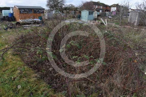 Byran Staples at the Breadcroft Road Allotments. He's concerned that the allotment space is being left to fall into disrepair despite the waiting list. Breadcroft Road, Maidenhead