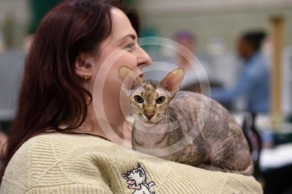 International Cat Show - Judged by The International Cat Association (TICA)Organised by kiTICAts Cat ClubThe Noble Whiskers GatheringWiindsor Leisure Centre7.2.26Photos by Ian Longthorne Photography