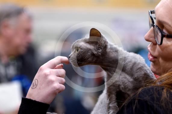 International Cat Show - Judged by The International Cat Association (TICA)Organised by kiTICAts Cat ClubThe Noble Whiskers GatheringWiindsor Leisure Centre7.2.26Photos by Ian Longthorne Photography