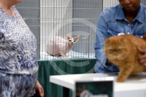 International Cat Show - Judged by The International Cat Association (TICA)Organised by kiTICAts Cat ClubThe Noble Whiskers GatheringWiindsor Leisure Centre7.2.26Photos by Ian Longthorne Photography