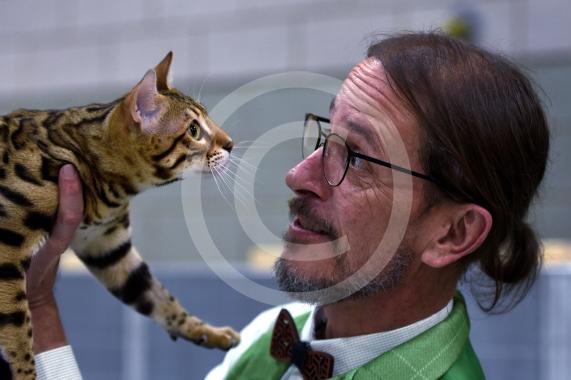 International Cat Show - Judged by The International Cat Association (TICA)Organised by kiTICAts Cat ClubThe Noble Whiskers GatheringWiindsor Leisure Centre7.2.26Photos by Ian Longthorne PhotographyJudge Bruno Chedozeau with Bear 8 mnths - Bengal